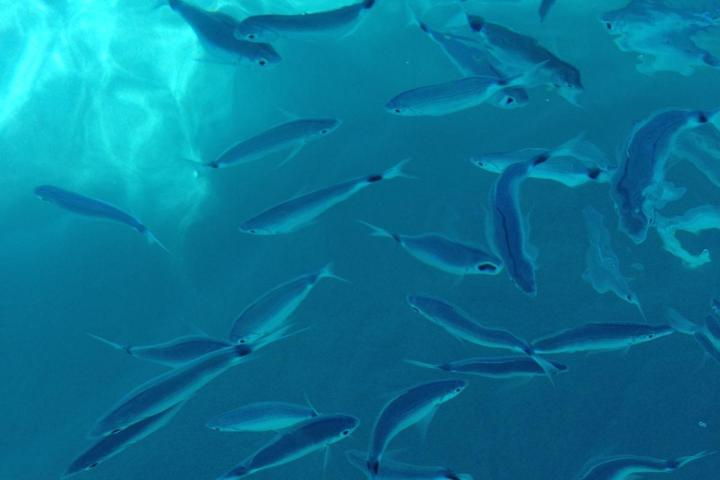 a fish swimming under water